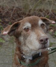 LUCAS, Hund, Mischlingshund in Oberentfelden - Bild 1