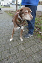 LUCAS, Hund, Mischlingshund in Oberentfelden - Bild 10