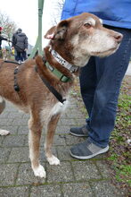 LUCAS, Hund, Mischlingshund in Oberentfelden - Bild 6