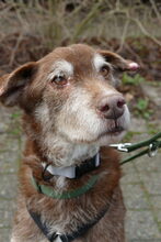 LUCAS, Hund, Mischlingshund in Oberentfelden - Bild 7