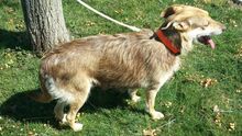 LOVI, Hund, Mischlingshund in Bruchköbel - Bild 12