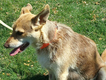 LOVI, Hund, Mischlingshund in Bruchköbel - Bild 5