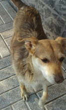 LOVI, Hund, Mischlingshund in Bruchköbel - Bild 6