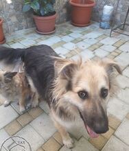 DUCU, Hund, Mischlingshund in Rumänien - Bild 2