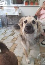 DUCU, Hund, Mischlingshund in Rumänien - Bild 3