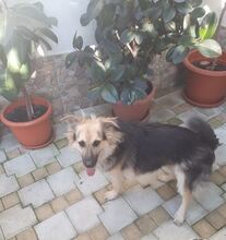 DUCU, Hund, Mischlingshund in Rumänien - Bild 4