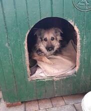 DUCU, Hund, Mischlingshund in Rumänien - Bild 6