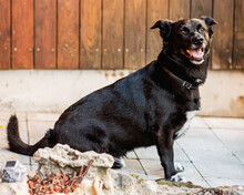 UCKI, Hund, Mischlingshund in Lauf - Bild 4