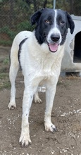 KASTOR, Hund, Mischlingshund in Griechenland - Bild 5