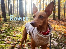 ROMEO, Hund, Podenco Andaluz-Mix in Heiligenhafen - Bild 1