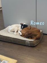 ROMEO, Hund, Podenco Andaluz-Mix in Heiligenhafen - Bild 10