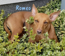 ROMEO1, Hund, Podenco Andaluz-Mix in Gütersloh - Bild 11