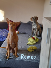 ROMEO, Hund, Podenco Andaluz-Mix in Heiligenhafen - Bild 12