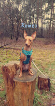 ROMEO, Hund, Podenco Andaluz-Mix in Heiligenhafen - Bild 16