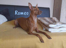 ROMEO, Hund, Podenco Andaluz-Mix in Heiligenhafen - Bild 19