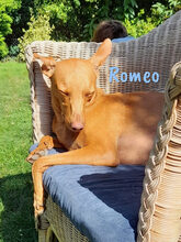 ROMEO, Hund, Podenco Andaluz-Mix in Heiligenhafen - Bild 20