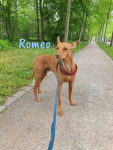 ROMEO, Hund, Podenco Andaluz-Mix in Heiligenhafen - Bild 21