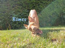 ROMEO, Hund, Podenco Andaluz-Mix in Heiligenhafen - Bild 22
