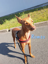 ROMEO, Hund, Podenco Andaluz-Mix in Heiligenhafen - Bild 23