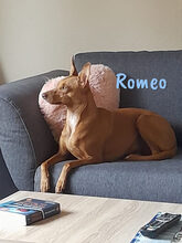 ROMEO, Hund, Podenco Andaluz-Mix in Heiligenhafen - Bild 24