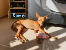 ROMEO, Hund, Podenco Andaluz-Mix in Heiligenhafen - Bild 25