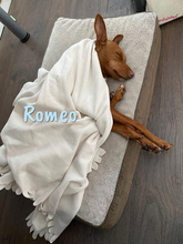 ROMEO, Hund, Podenco Andaluz-Mix in Heiligenhafen - Bild 26