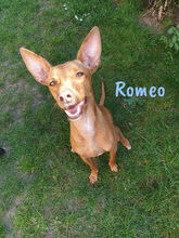 ROMEO1, Hund, Podenco Andaluz-Mix in Gütersloh - Bild 3