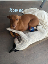 ROMEO1, Hund, Podenco Andaluz-Mix in Gütersloh - Bild 4