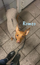 ROMEO, Hund, Podenco Andaluz-Mix in Heiligenhafen - Bild 5