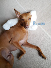 ROMEO1, Hund, Podenco Andaluz-Mix in Gütersloh - Bild 6