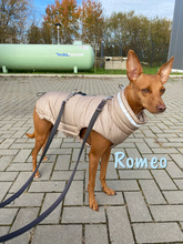 ROMEO, Hund, Podenco Andaluz-Mix in Heiligenhafen - Bild 9