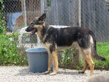 PUFI, Hund, Mischlingshund in Rumänien - Bild 10