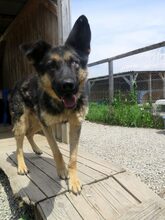 PUFI, Hund, Mischlingshund in Rumänien - Bild 12