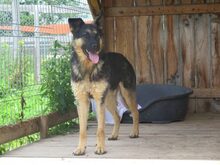 PUFI, Hund, Mischlingshund in Rumänien - Bild 13