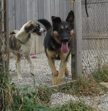 PUFI, Hund, Mischlingshund in Rumänien - Bild 14