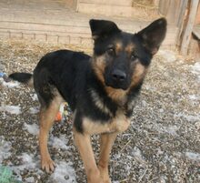 PUFI, Hund, Mischlingshund in Rumänien - Bild 4