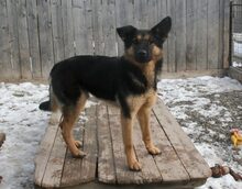PUFI, Hund, Mischlingshund in Rumänien - Bild 7