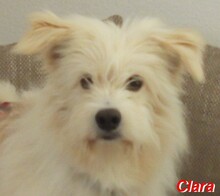 CLARA, Hund, Mischlingshund in Nienstädt - Bild 1