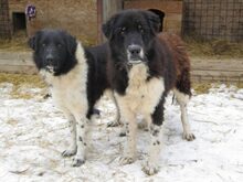 ARIN, Hund, Mischlingshund in Rumänien - Bild 10