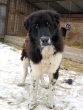 ARIN, Hund, Mischlingshund in Rumänien - Bild 2