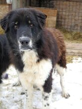 ARIN, Hund, Mischlingshund in Rumänien - Bild 3