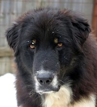 ARIN, Hund, Mischlingshund in Rumänien - Bild 6