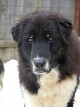 ARIN, Hund, Mischlingshund in Rumänien - Bild 7