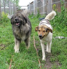 BUMBLEBEE, Hund, Mischlingshund in Rumänien - Bild 10