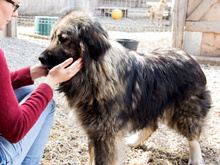 BUMBLEBEE, Hund, Mischlingshund in Rumänien - Bild 11