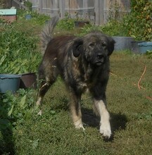 BUMBLEBEE, Hund, Mischlingshund in Rumänien - Bild 2