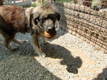 BUMBLEBEE, Hund, Mischlingshund in Rumänien - Bild 3