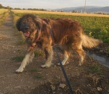 BUMBLEBEE, Hund, Mischlingshund in Rumänien - Bild 5