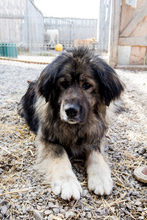 BUMBLEBEE, Hund, Mischlingshund in Rumänien - Bild 8