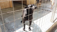 PIET, Hund, Mischlingshund in Rumänien - Bild 10